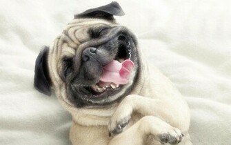 Gay Pug Wallpaper And Image Pictures Photos