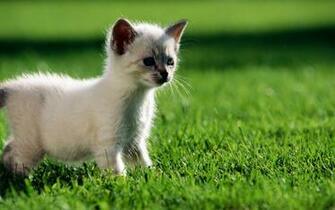White Kitten Desktop Pc And Mac Wallpaper
