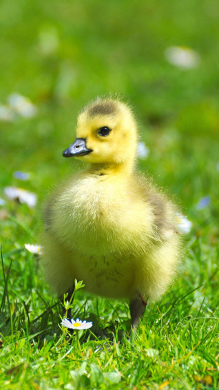Baby Duck Wallpaper
