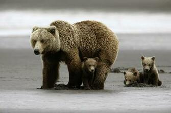 Grizzly Bear Wallpaper Image Photos Pictures Background