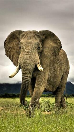 Elephant Animal iPhone Wallpaper S 3g