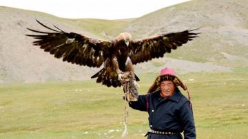 Golden Eagle 4k Ultra HD Wallpaper
