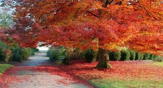 Fall Pc Autumn Wallpaper Which Is Under The