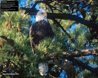 Eagle Elegance Screensaver The Will Allow You To