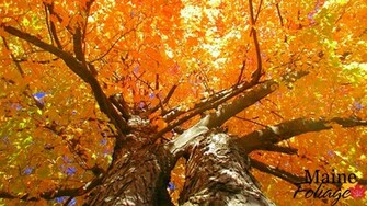 Foliage Wallpaper