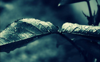 Top Most Beautiful Rain Wallpaper Full HD 4k To Use