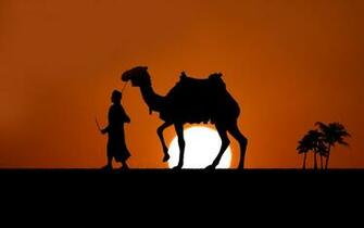 Beauty Camel Wallpaper Full HD Pictures