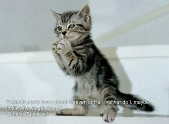 Funny Animals With Quotes Background Wallpaper