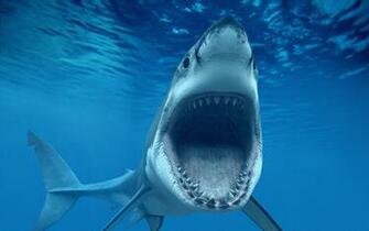 Awesome Shark Wallpaper In Really High Quality