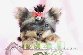 Teacup Yorkie Puppies Widescreen Wallpaper