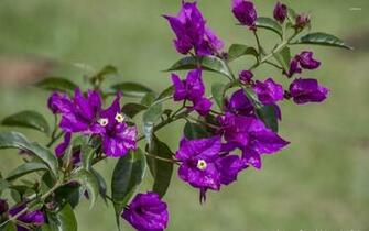 Pink Bougainvillea Bush Wallpaper Flower