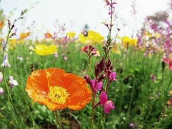 Brilliant Flower Field Vol Wild Wallpaper