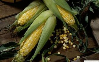 Corn HD Wallpaper Res Desktopas