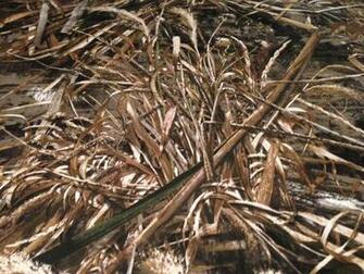 Realtree Max Twill Camouflage Fabric At Lura S Shop