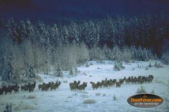 Big Buck Wallpaper Deer S Tagged Background