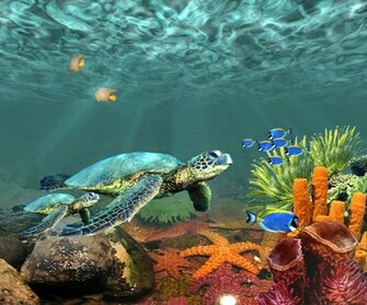 Underwater Desktop Background