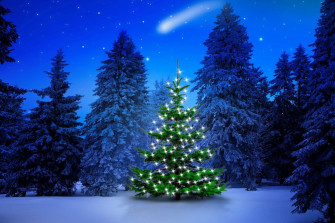 Lighted Tree In Winter Forest Computer Wallpaper Desktop