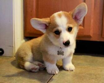 Cute Corgi Puppy Wallpaper Hvgj