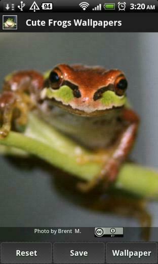 Cute Frog Wallpaper HD Background