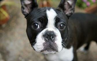 French Bulldog Computer Wallpaper Desktop Background