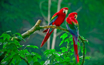 Parrots Wallpaper On