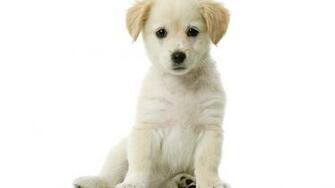 Wallpaper Dog Puppy White