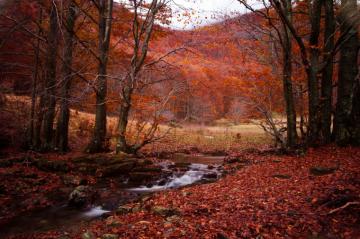 Seasons Autumn Stream Nature Wallpaper HD Desktop And Mobile