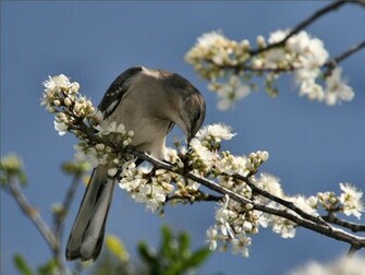 Mockingbird Wallpaper Stock Photos