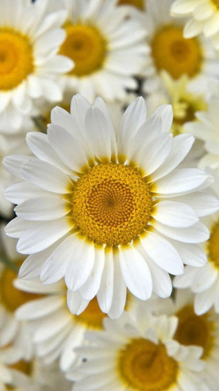 Flower Background For iPhone Wallpaper