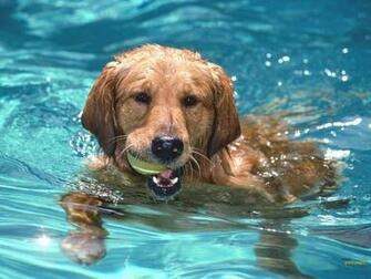Fluff N Suds Pet Salon Care For Your Swimming Dog