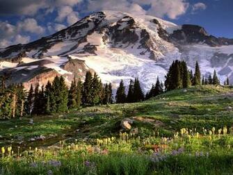 Wallpaper Blooming Wildflowers And Mount Rainier