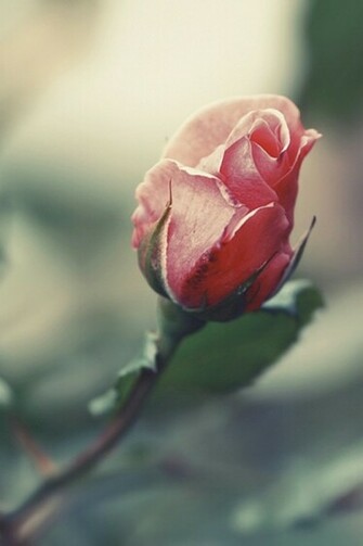 Rose Art iPhone Wallpaper And 4s