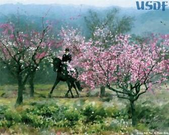 Dressage Wallpaper