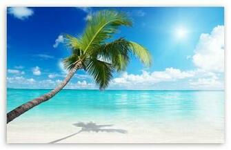 Palm Tree Beach HD Wallpaper For Wide Widescreen Whxga Wqxga
