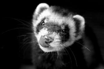 Cute Ferret Wallpaper By Warmblut