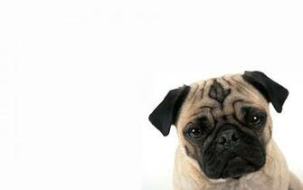 Pug Wallpaper Wide Dogbreedswallpaper