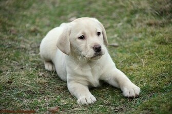 Labrador Retriever Puppy Photo And Wallpaper Beautiful