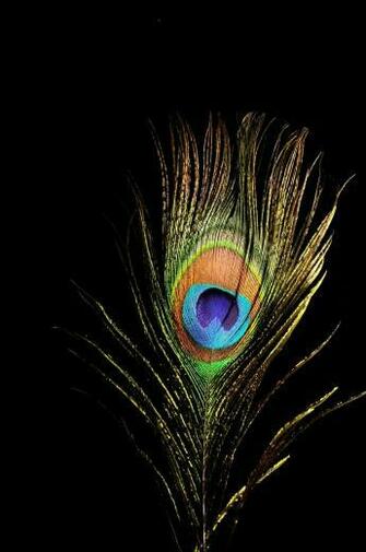 Peacock In Radha Krishna Wallpaper