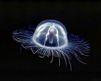 Jellyfish Wallpaper Fun Animals Wiki Videos Pictures