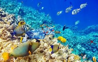 Underwater Fish Ocean Coral Reef Wallpaper Photos Pictures