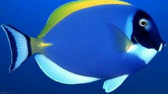 Blue Fish Close Up Wallpaper Ocean Sea Underwater Water