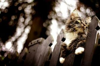 Cat Wallpaper HDwallsize