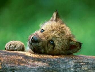 Wolf Puppy Near Den Canada Animals Wallpaper Image With Wolves