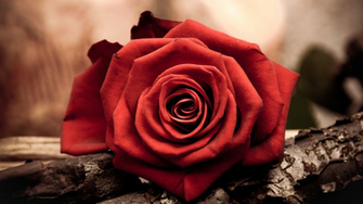 Wallpaper Desktop Rose Red Flower Floral Flowers