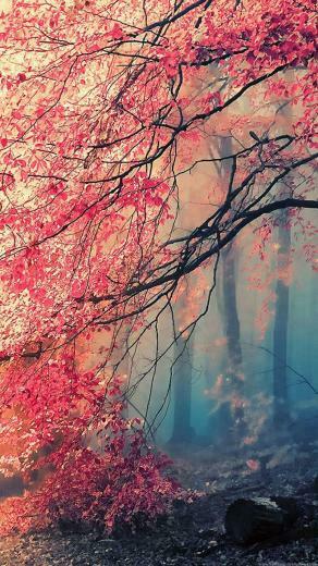 Fantasy Natural Lock Screen Samsung Galaxy Note