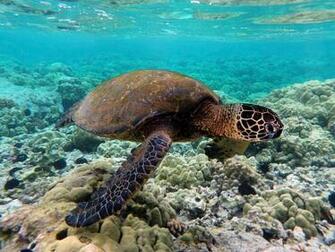 Green Sea Turtles HD Wallpaper Animals