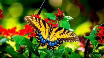 Colorful Butterfly On Flower Wallpaper
