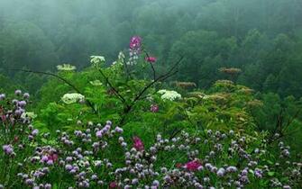 Beautiful Late Spring Rain Wildflowers Flower Photography Wallpaper