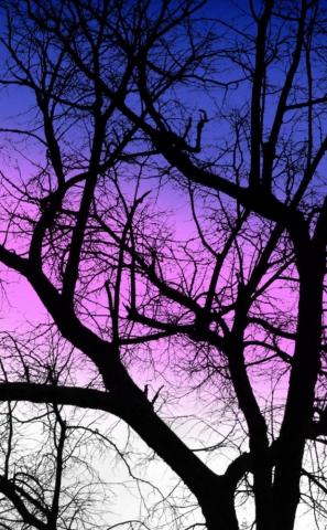 Purple Sky Sunset Silhouette Tree Nature Wallpaper