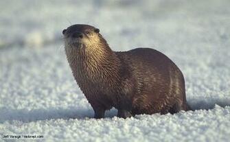 The River Otter Interesting Sea Animal Wildlife